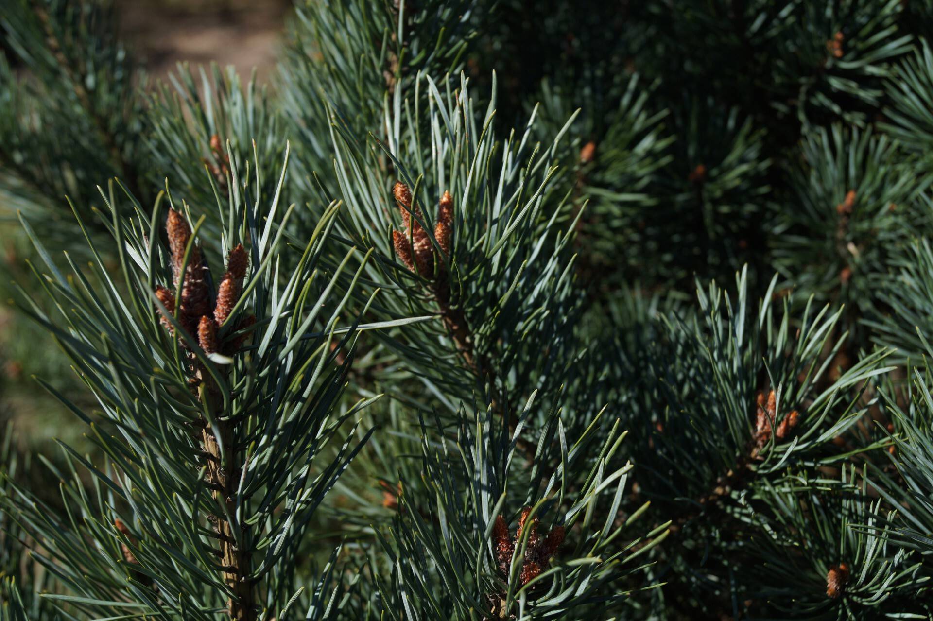 Pinus sylvestris Watererii_02
